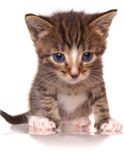 An adorable little kitty!